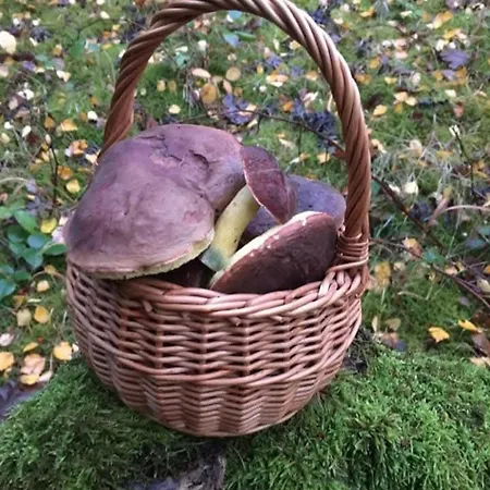 Roubenka Pod Lesem * Český Jiřetín