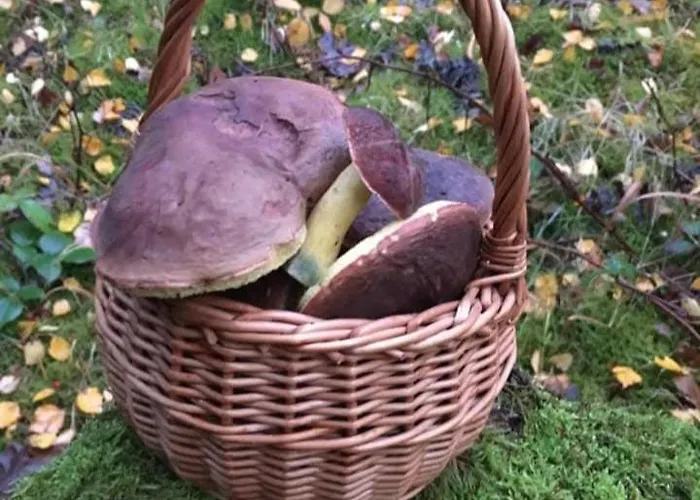 Roubenka Pod Lesem * Cesky Jiretin